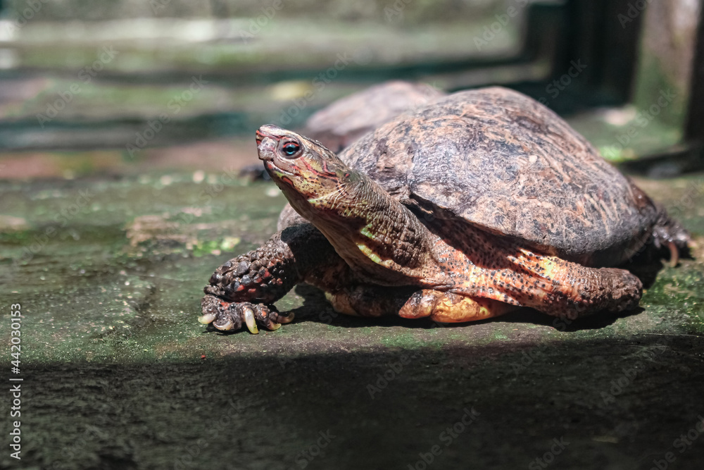 Obraz premium Tortuga observando