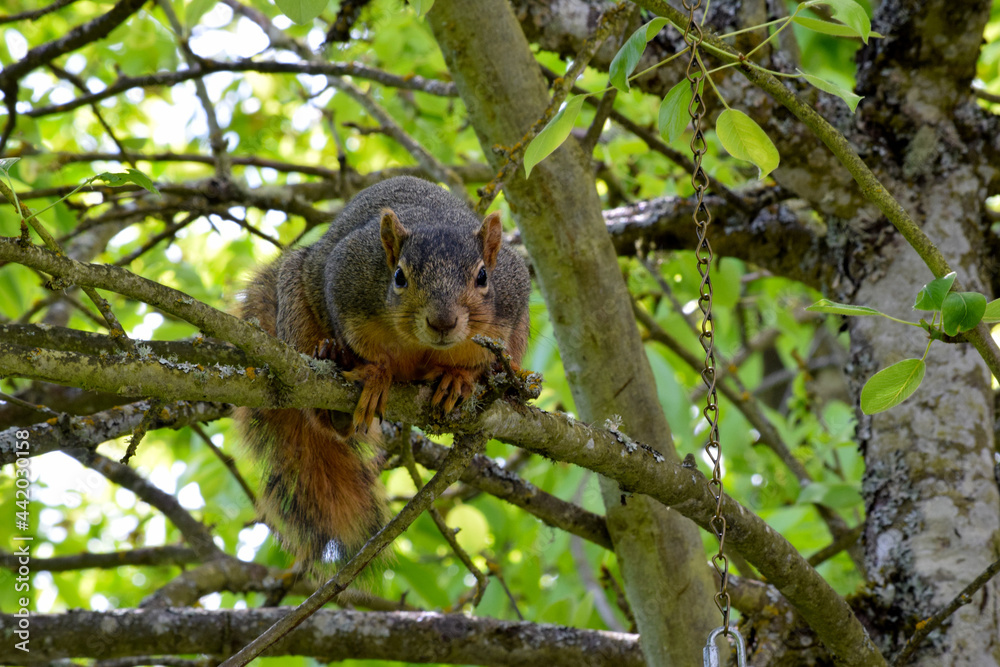Fox Squirrel on Branch 03 Fox Squirrel on Branch 03