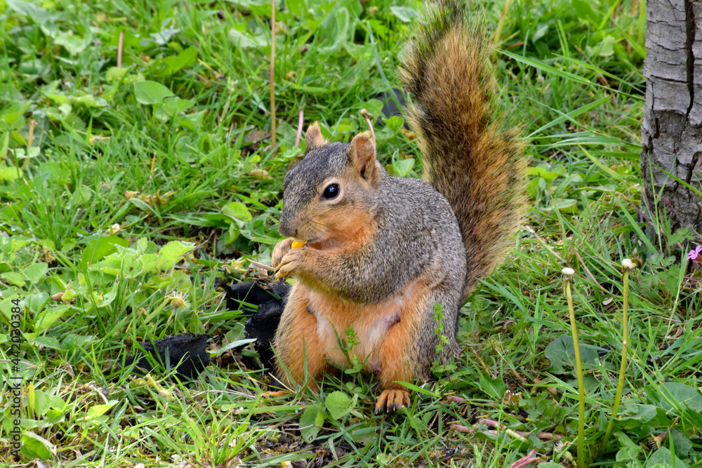 Fox Squirrel Grounded 05 Fox Squirrel Grounded 05