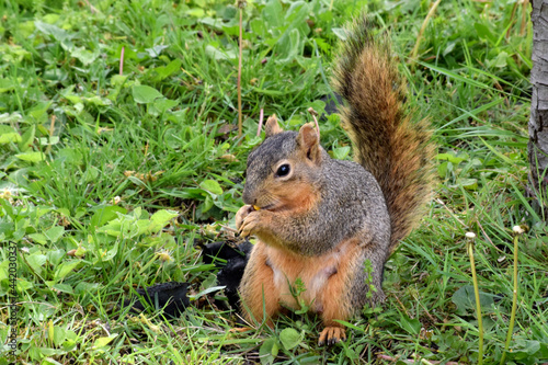 Fox Squirrel Grounded 03