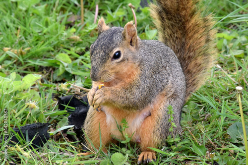 Fox Squirrel Grounded 12