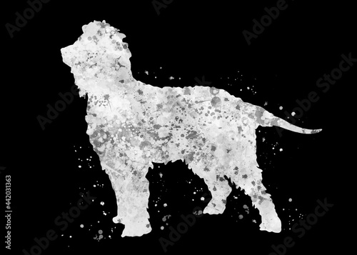 Irish water spaniel Dog black and white watercolor  abstract painting. Watercolor illustration rainbow  colorful  poster  decoration wall art.