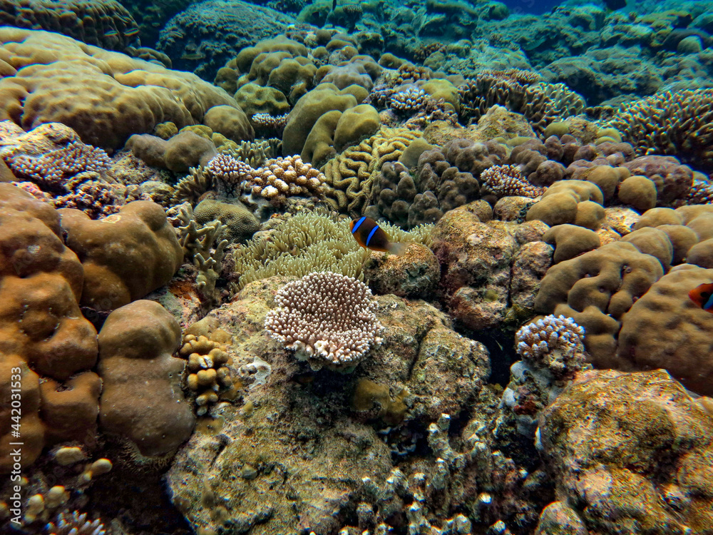 Underwater, Coral reefs in the Rock Islands Southern Lagoon, Palau, Pacific  island Stock-Foto | Adobe Stock