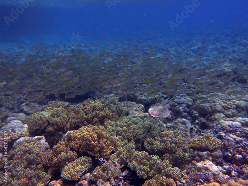Coral reefs and school of fish underwater, in the Rock Islands Southern Lagoon, Palau, Pacific island