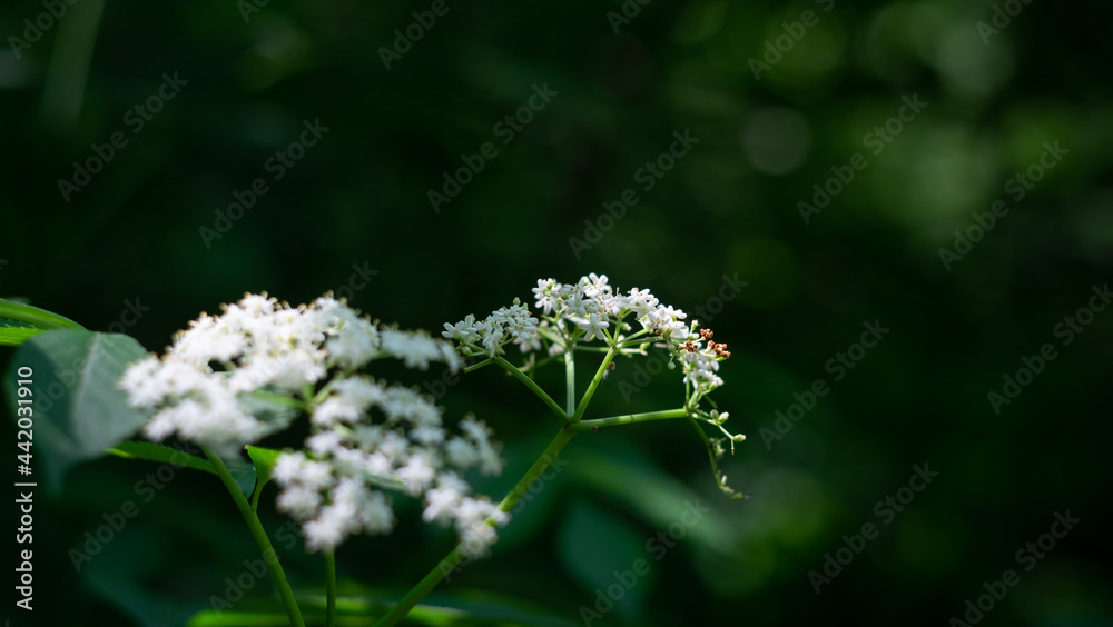 small white flowers in the summer small white flowers in the summer