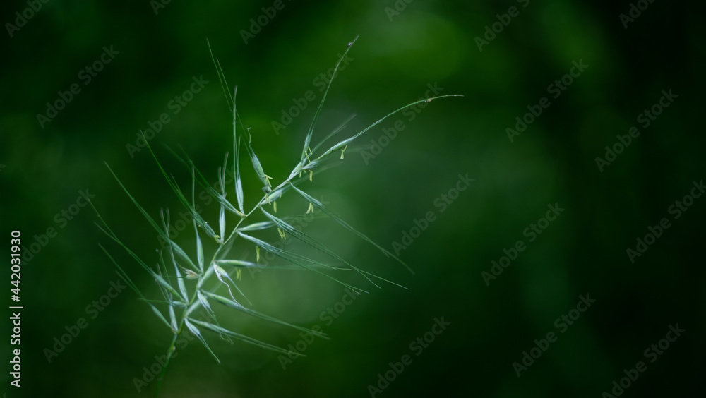 Obraz premium A plant with white branches