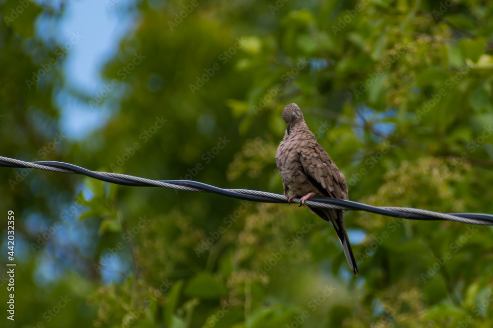 Hermosas Aves en bosques de Usulutan, El Salvador Hermosas Aves en bosques de Usulutan, El Salvador