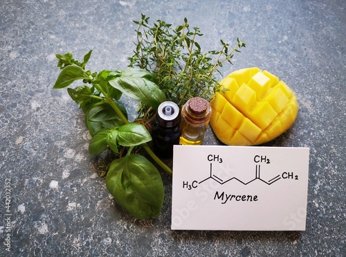 Structural chemical formula of myrcene with green basil leaves, thyme twigs, mango, and two glass bottles of essential oil. Myrcene is a terpene, a component of essential oils, is found in many herbs. photo