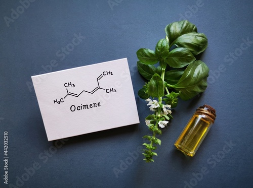 Basil essential oil in a glass bottle with fresh green basil leaves and structural chemical formula of ocimene. Ocimene is a terpene found in the essential oil of basil. photo