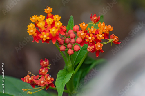 Fotografie Lindas Flores en bosque de El Salvador