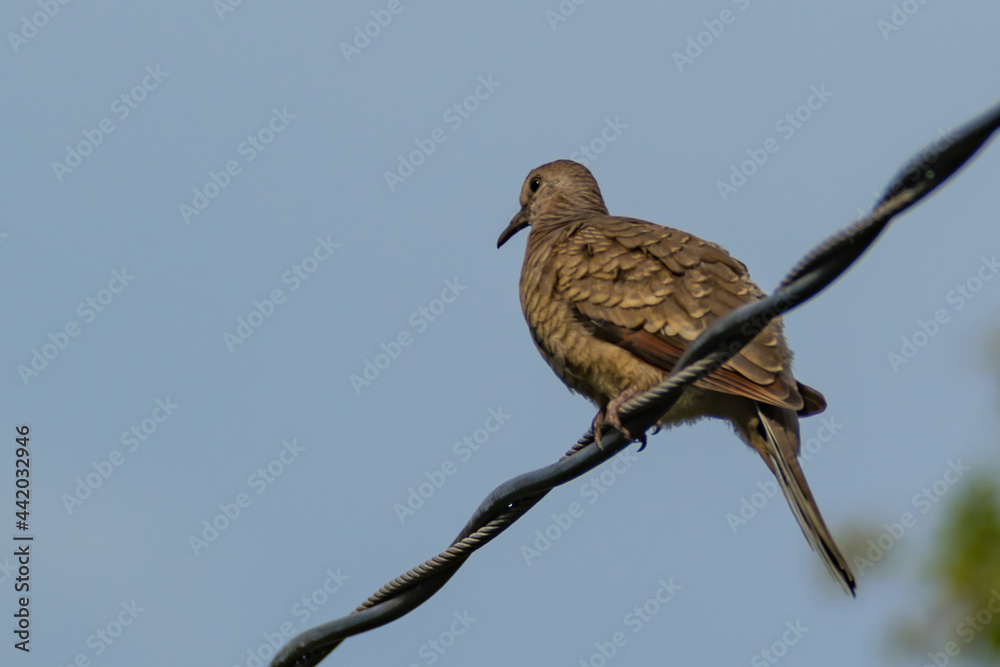 Hermosas Aves en bosques de Usulutan, El Salvador