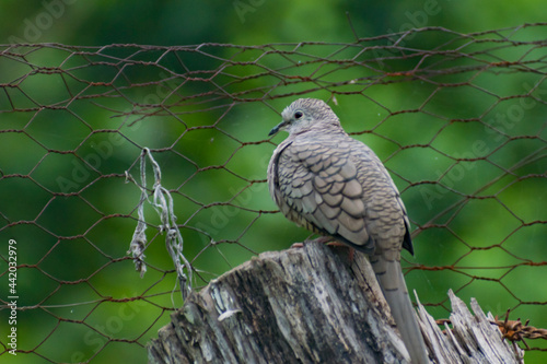 Hermosas Aves en bosques de Usulutan, El Salvador