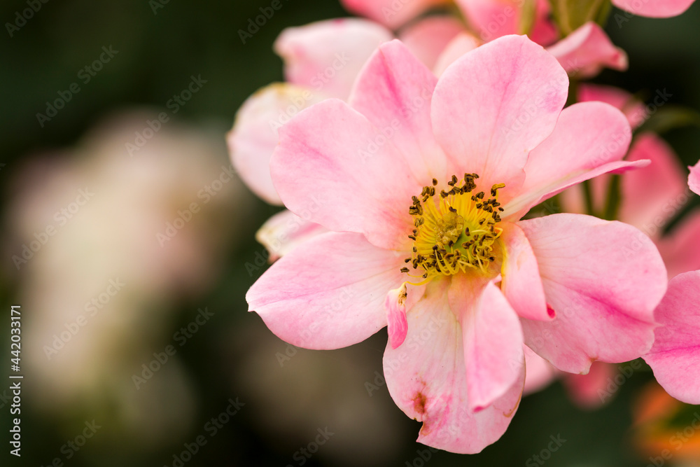 Light pink wild rose over a creamy bokeh background Light pink wild rose over a creamy bokeh background