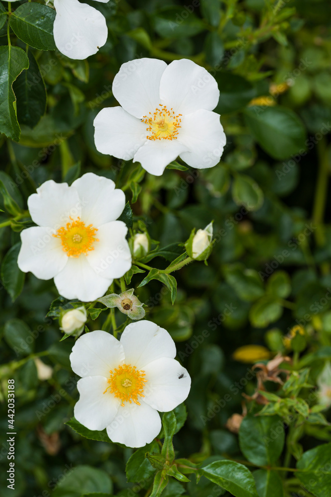 Three white blossoms lined up over a dark green background of leaves Three white blossoms lined up over a dark green background of leaves
