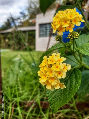 flowers in the garden