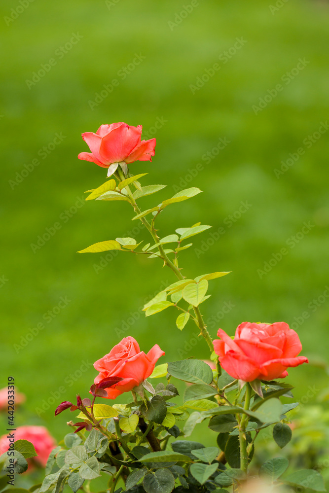 One orange rose rises above the rest in the garden against a green grass background