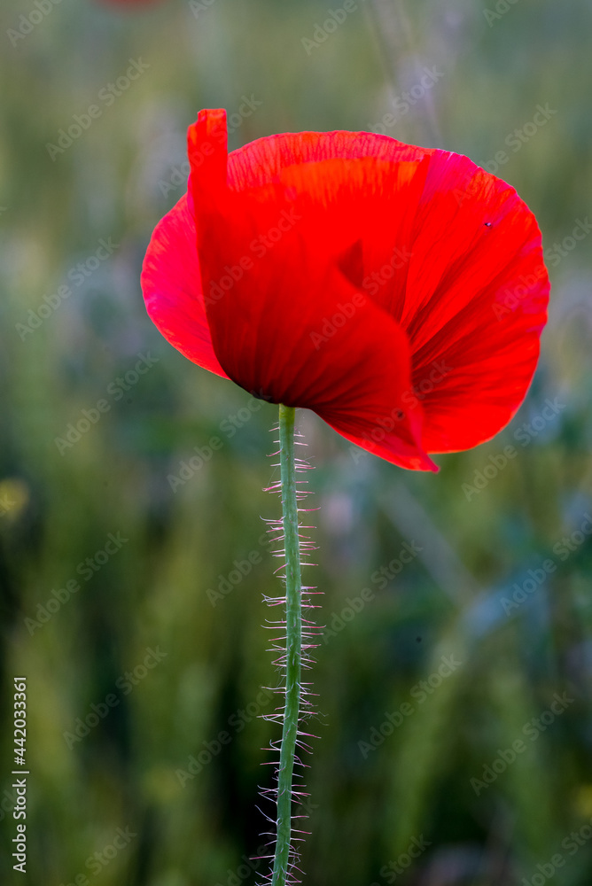 Naklejka premium red poppy flower