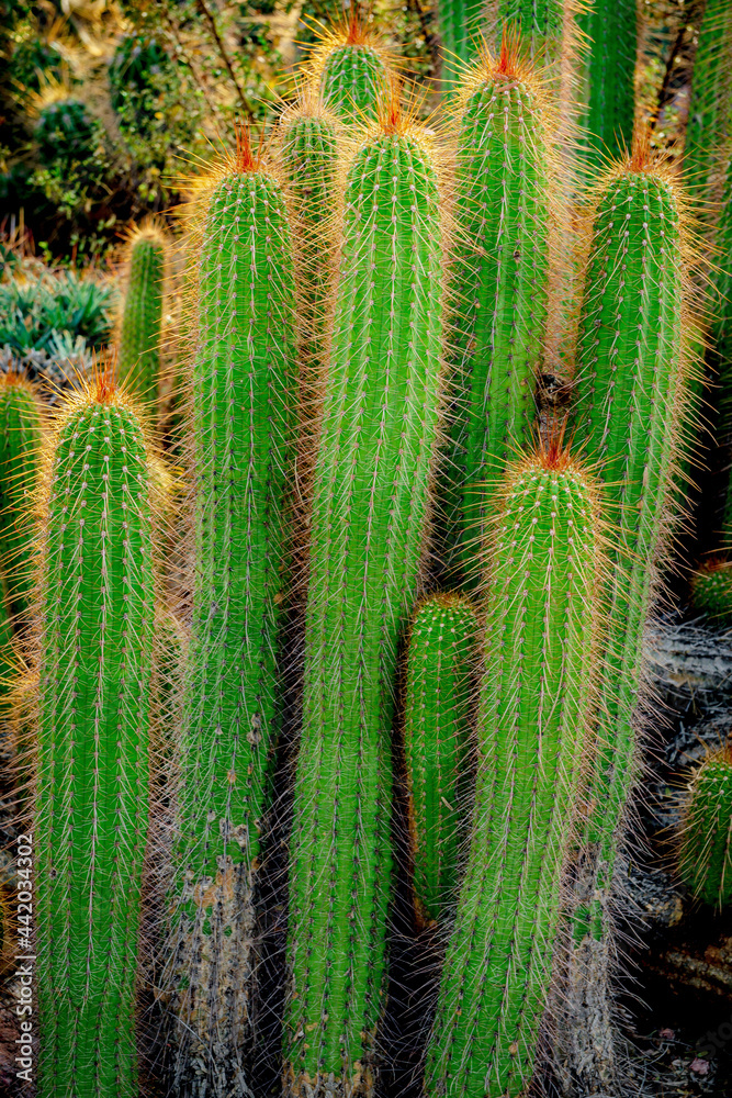 cactus in the desert