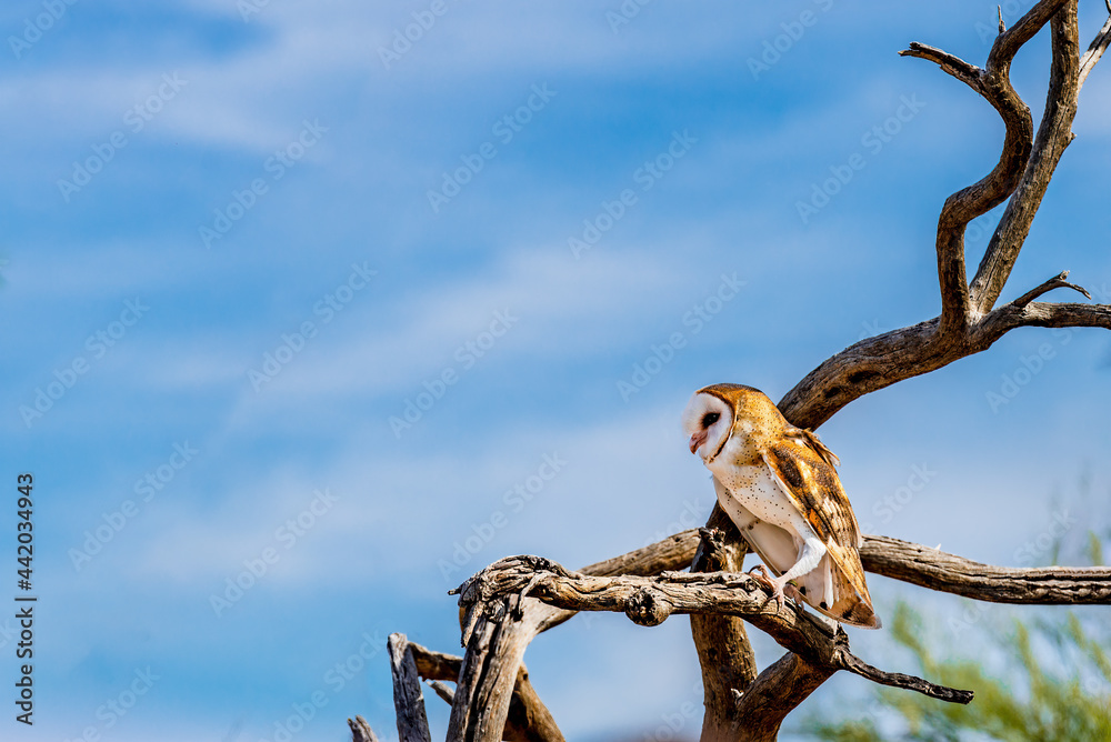 Fototapeta premium barn owl in a tree