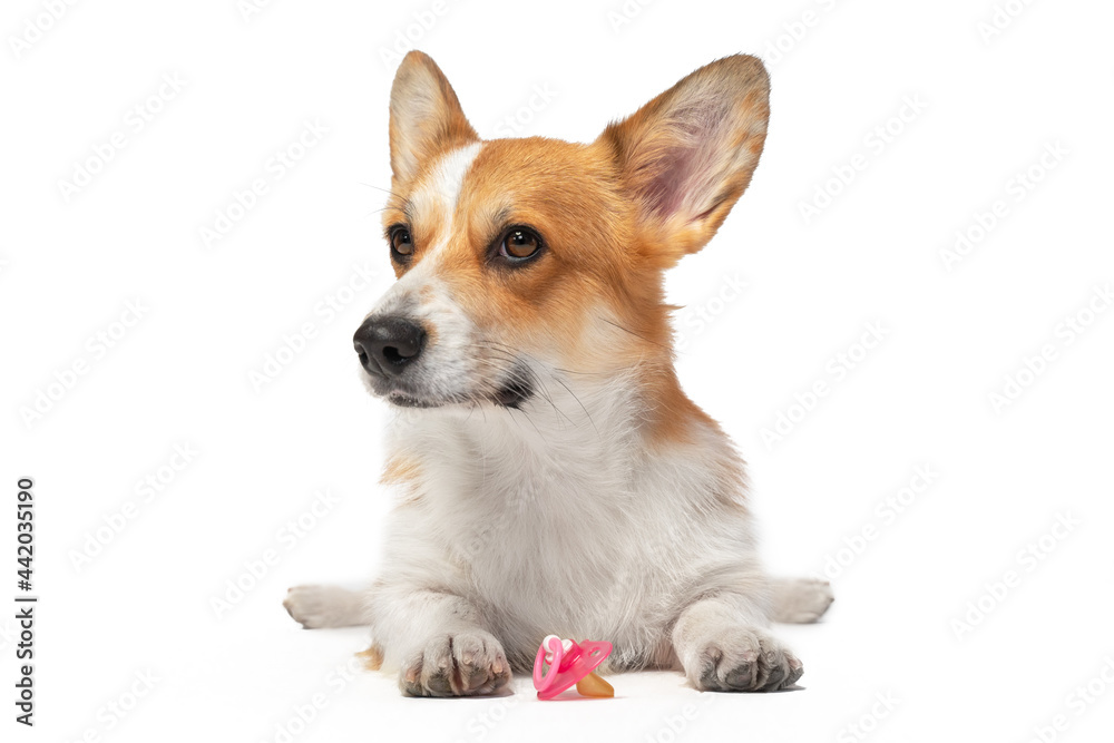 Cute welsh corgi pembroke or lies with baby pacifier between its paws isolated on white background, front view. Keeping animal after appearance of newborn. Introduction of pet to child. Pregnant dog.