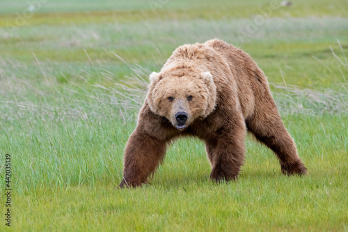 Alaska Peninsula Brown Bear or Coastal Brown Bear photo