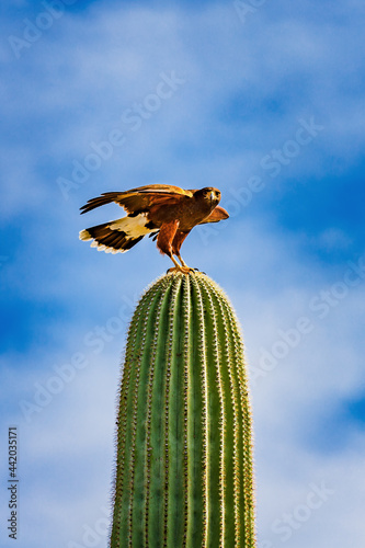 Harris's Hawk ready for flight