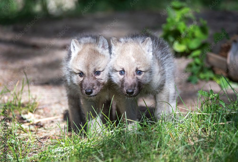 Fototapeta premium Wolf Cubs 