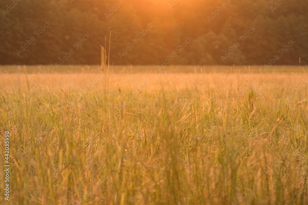 Obraz premium Meadow at sunset