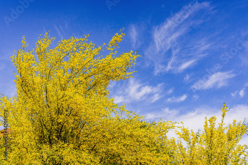 Yellow palo verde flowers in spring photo