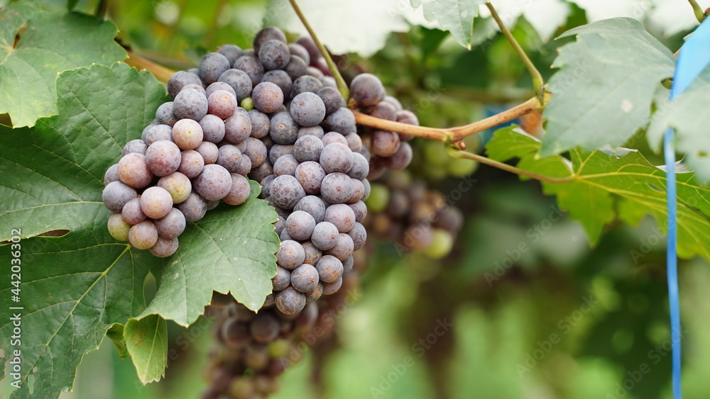 Large bunch of grape on the vine, Vineyards in autumn harvest. Ripe grapes in fall, fruit concept. Large bunch of grape on the vine, Vineyards in autumn harvest. Ripe grapes in fall, fruit concept.