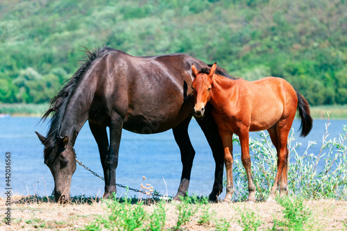 Black mare and brown foal . Horses Mother and child 