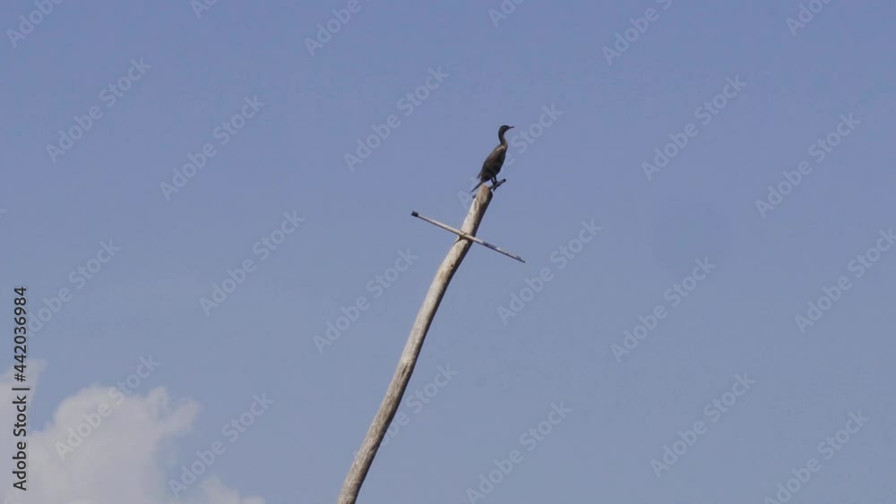 Bird Perched on Old Mast From Shipwreck on a Sunny Day