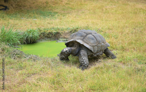 giant African tortoise near green pond