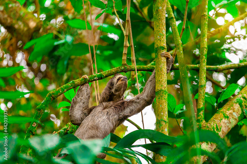 Three toed sloth.Bradypus variegatus.Quindio Colombia photo