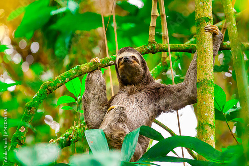 Three toed sloth.Bradypus variegatus.Quindio Colombia photo