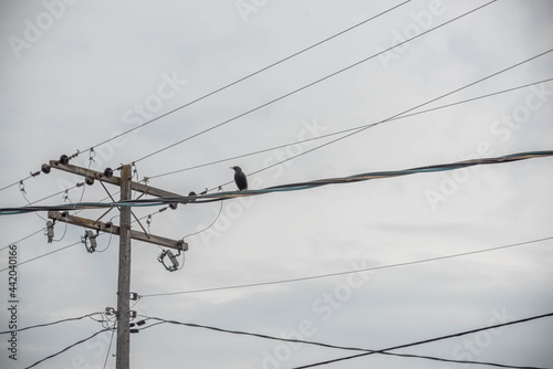 A bird on an electrical wire in Goodwood ,ontario photo