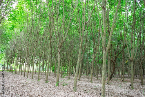 rubber trees planted in rows