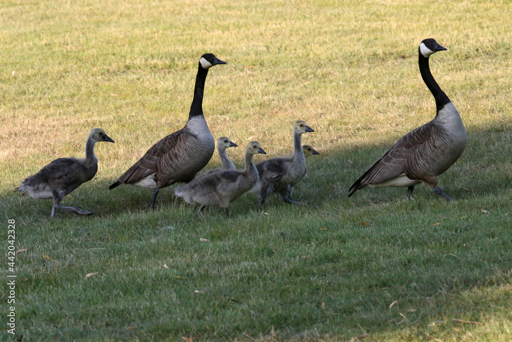 Canada geese babies from young to older chicks until they finally shed