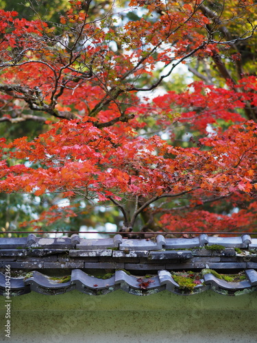 紅葉と瓦屋根