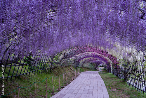 A magnificent view of the wisteria shelf in Kawachi Wisteria Garden, Kitakyushu City, Fukuoka Prefecture photo