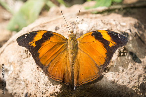 butterfly on the ground photo