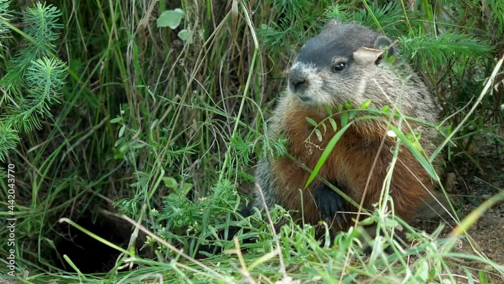 Groundhog comes out of burrow, looks around and smells the air. Groundhog comes out of burrow, looks around and smells the air.
