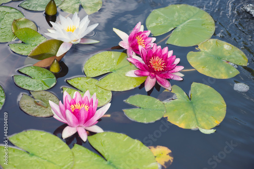Pink and white Water Lily flowers