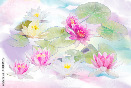 Pink and white Water Lily flowers . Digital painting.