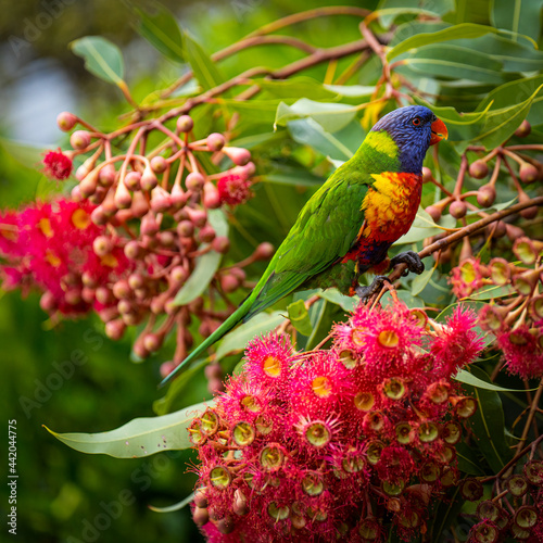 A single Rainbow Lorikeet bird perched on an Australian flowering gum tree