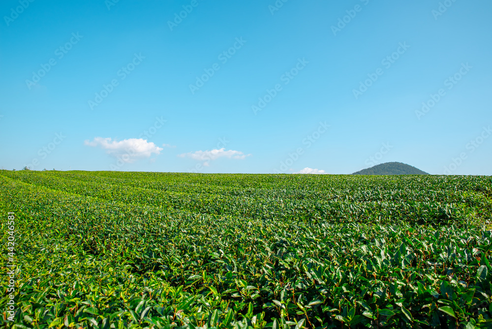 Huge green tea field in Jeju Island