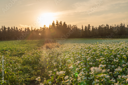 Field with colorful flowers at sunset