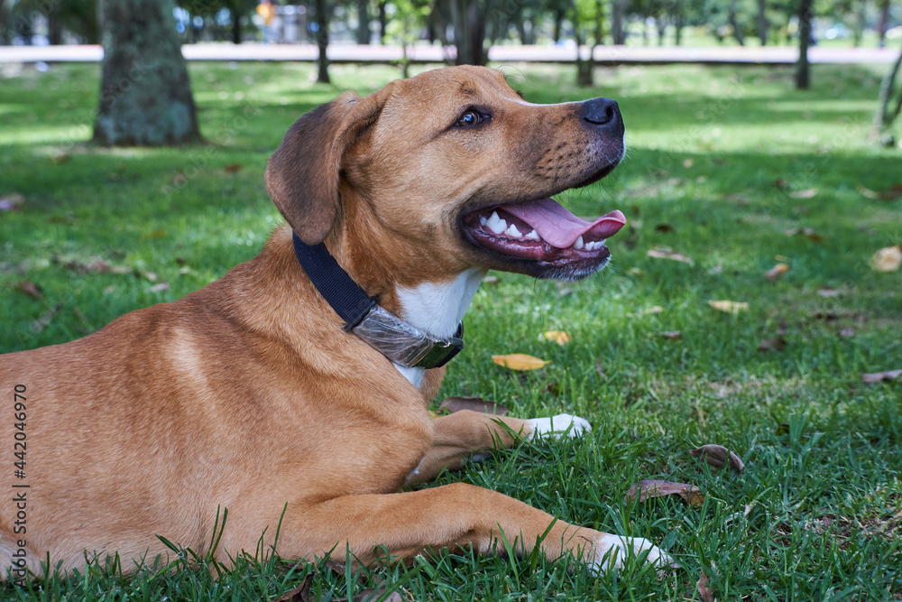 A dog in the park A dog in the park