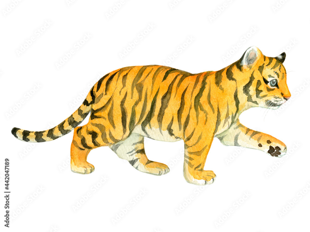 Obraz premium A walking baby tiger painted in watercolor