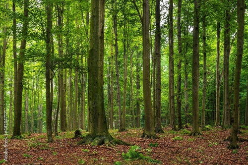 Widok na las zazieleniony Drzewa iglaste i liściaste korzenie i przecinki wycięte drzewo